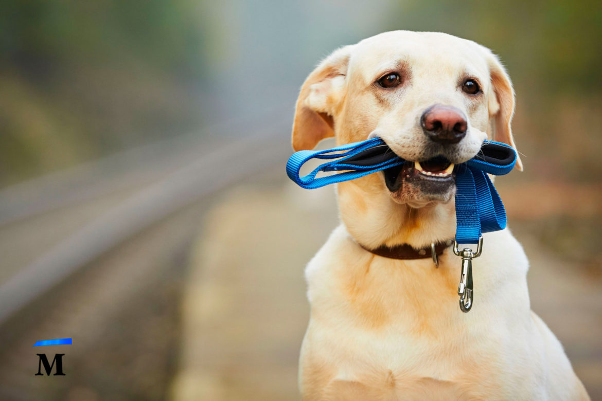 Как перевозить собаку в поезде?