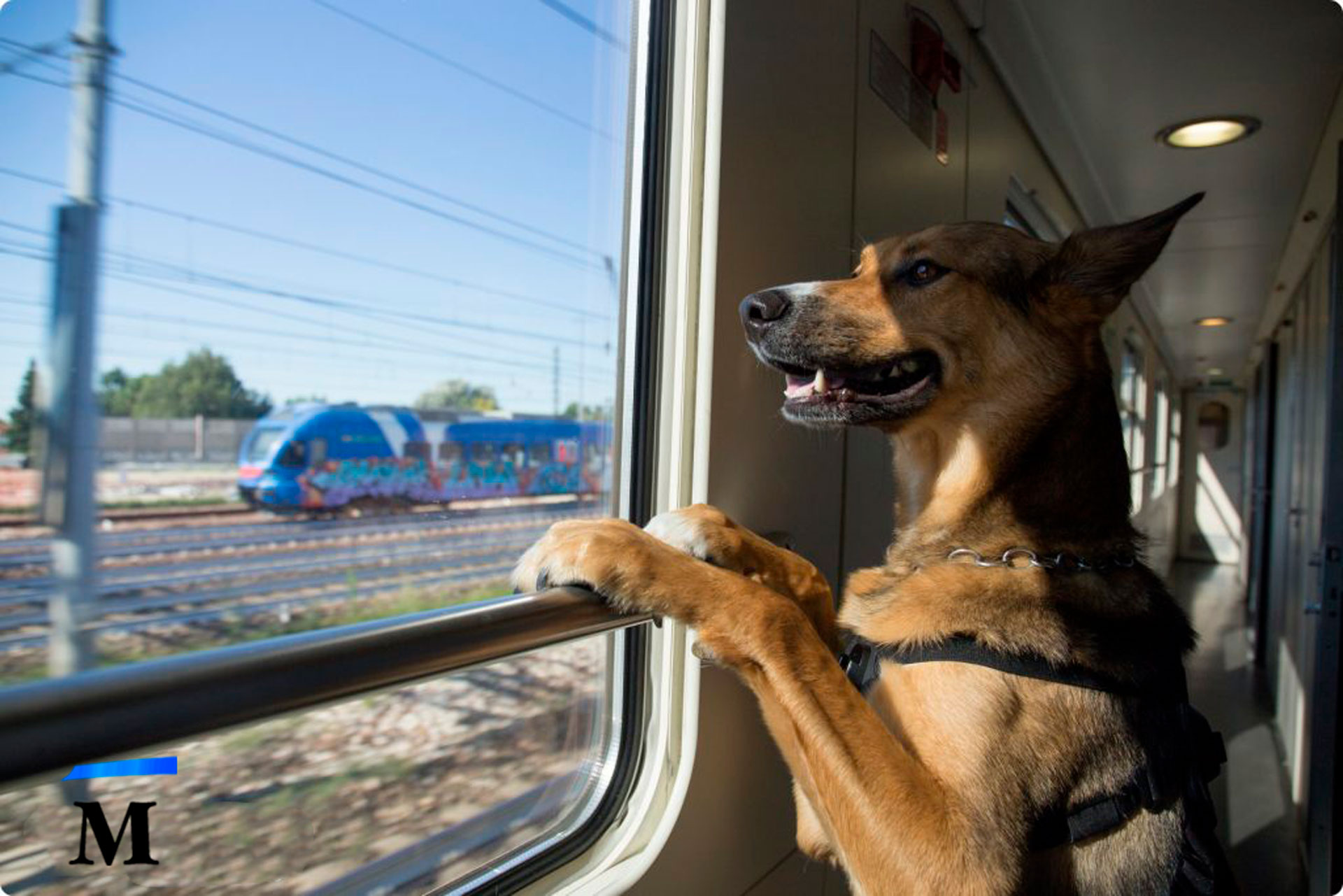 Перевозка собаки на поезде